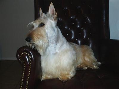 Scottish Terrier Puppies for Sale